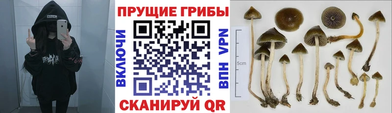 где купить наркоту  Берёзовка  Галлюциногенные грибы мухоморы 